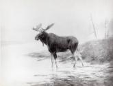 Rungius Studio Photograph, Courtesy Glenbow