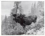 Rungius Studio Photograph, Courtesy Glenbow