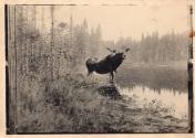 Rungius Studio Photograph, Courtesy Glenbow