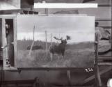 Rungius Studio Photograph, Courtesy Glenbow