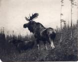 Rungius Studio Photograph, Courtesy Glenbow