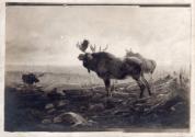 Rungius Studio Photograph, Courtesy Glenbow
