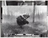 Rungius Studio Photograph, Courtesy Glenbow