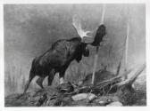 Rungius Studio Photograph, Courtesy Glenbow
