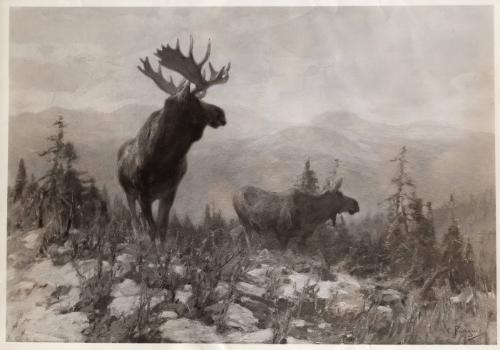 Rungius Studio Photograph, Courtesy Glenbow