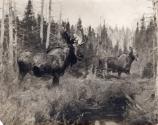 Rungius Studio Photograph, Courtesy Glenbow