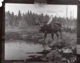 Rungius Studio Photograph, Courtesy Glenbow