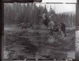 Rungius Studio Photograph, Courtesy Glenbow