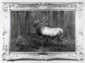 Rungius Studio Photograph, Courtesy Glenbow