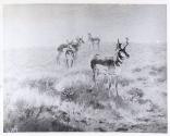 Rungius Studio Photograph, Courtesy Glenbow
