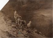 Rungius Studio Photograph, Courtesy Glenbow