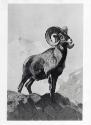 Rungius Studio Photograph #2, Courtesy Glenbow