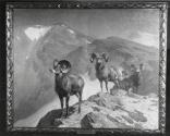 Rungius Studio Photograph, Courtesy Glenbow