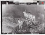 Rungius Studio Photograph, Courtesy Glenbow