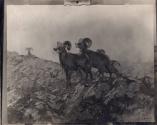 Rungius Studio Photograph, Courtesy Glenbow