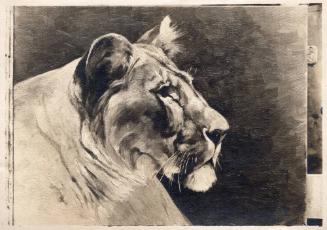 Rungius Studio Photograph, Courtesy Glenbow