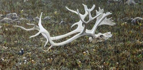 Caribou Antler and Black-Bellied Plover