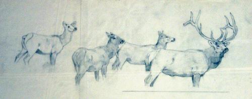 Group of Elk