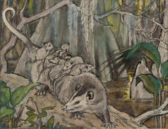 Opossum Family