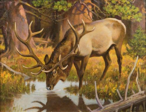 The Forest Stream (Wyoming Bull Elk)