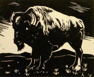 Bison