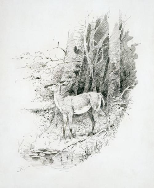 Deer in Forest