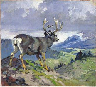 Mule Deer at Top of Hill