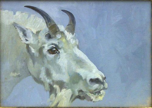 Mountain Goat