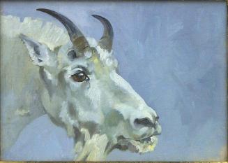 Mountain Goat