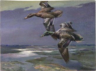 Mallard and Hen Ducks