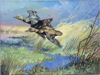 Green Wing Teal Ducks and Hen
