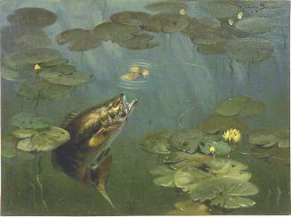 Bass at Fly