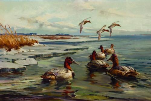 Canvasbacks