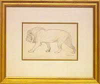 Male Lion