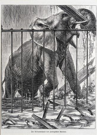 In the Elephant House at the Zoo