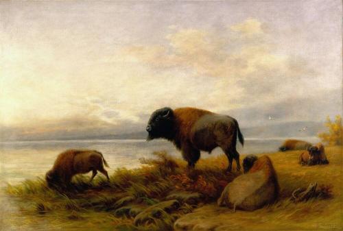 Bison at Rest