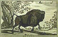 Buffel