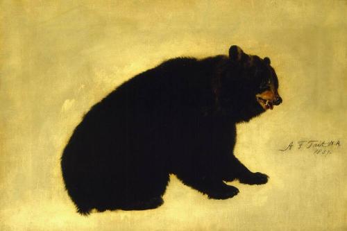 Black Bear