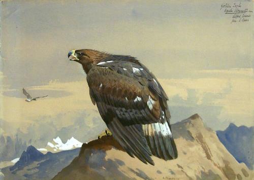 Golden Eagle
