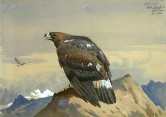Golden Eagle
