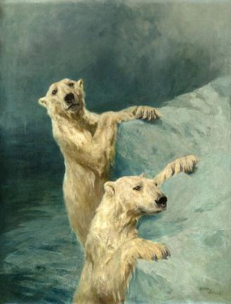 Polar Bears