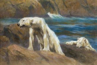 Study of Polar Bears After a Swim