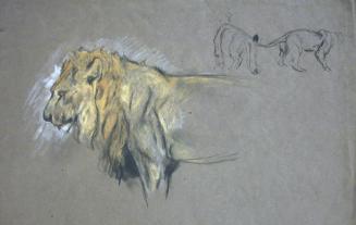 Lion and Lioness