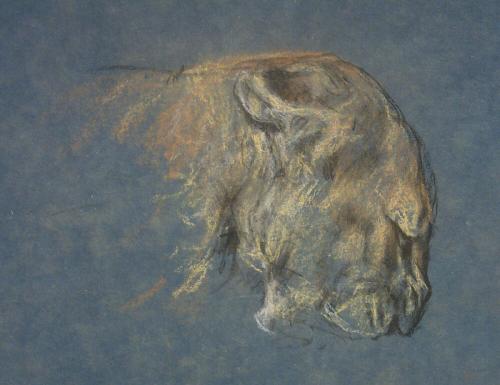 Lioness Head Sketch