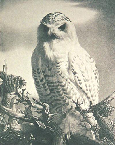 Snowy Owl