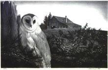 Barn Owl