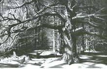 Forest Glade