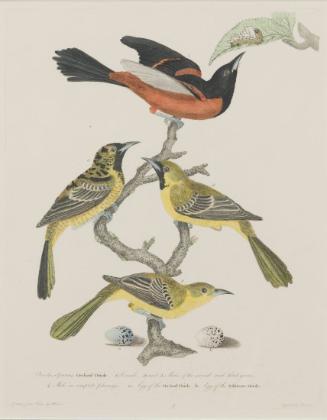 Orchard Oriole