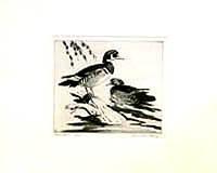 Wood Duck