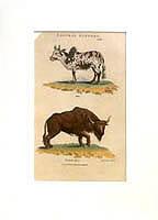 European Bison and Zebu